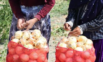 Kuru soğan zam şampiyonu oldu.......