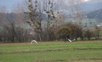 Nadir rastlanan beyaz balıkçıl kuşlar Bolu'da görüntülendi