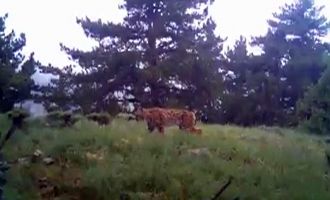 Nesli tükenen vaşak fotokapana yakalandı