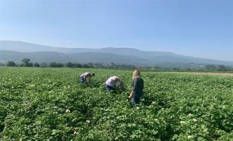 Patates tarlalarında mildiyö alarmı