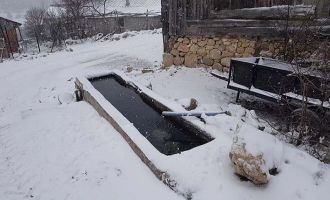 Telef olan balıklardan geriye kalanları çeşme oluğunda besliyorlar