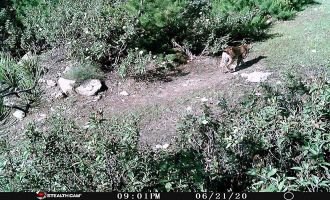 Vaşaklar en son Kıbrıscık’ta görüldü