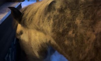 Yabani yılkı atları evine kadar geldi, ortaya samimi anlar çıktı: ‘Hoş geldiniz’