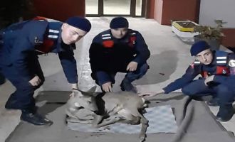 Yaralı ceylanın hayatını kurtardı......
