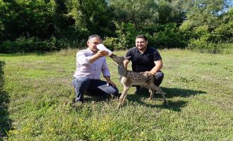 Yavru kızıl geyik ve karacaya bebek gibi bakılıyor