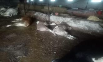Yıldırım düşen ahırda 7 inek telef oldu.....