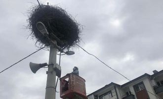 Yuvasından düşen serçe yavrusu vinçle yerine konuldu