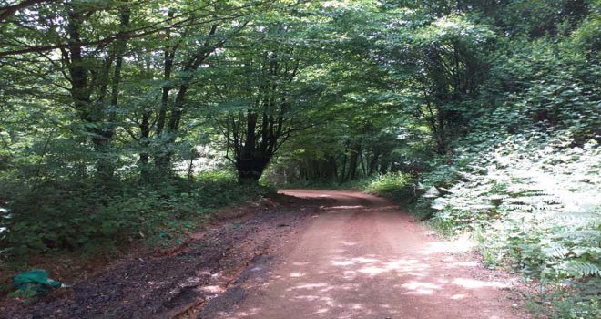 Tarihi Göktepe köyü Kocaoluk ormanı gün yüzüne çıkıyor