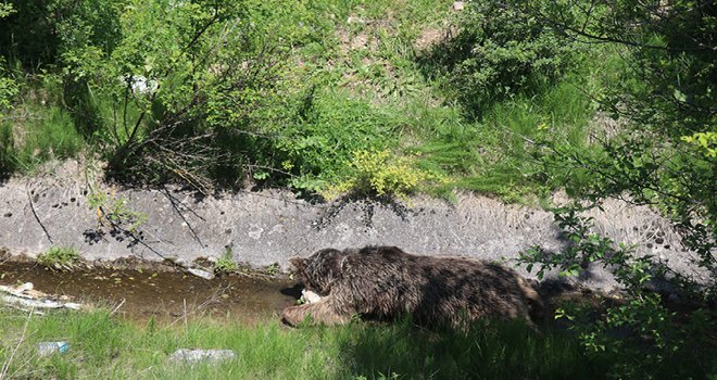 Telef olan ayı, doğal yem olarak öldüğü yerde bırakıldı