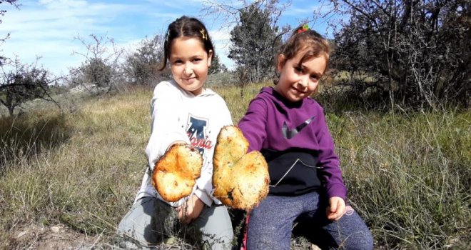 Yağmurun ardından kanlıca mantarı bereketi