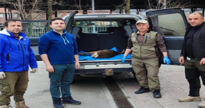 Yaralı bulunan karaca tedavi altına alındı......