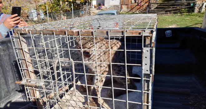 Yaralı bulunan vaşak, hayvan hastanesinde tedavi altına alındı