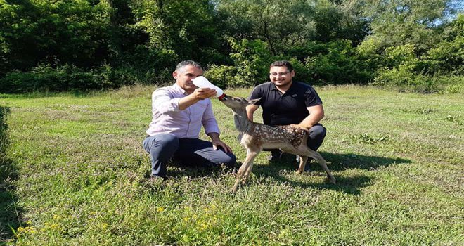 Yavru kızıl geyik ve karacaya bebek gibi bakılıyor