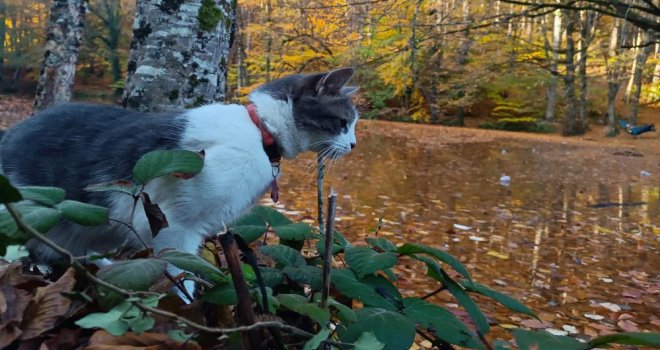 Yedigöller Milli Parkı ziyaretçi akınına uğradı....