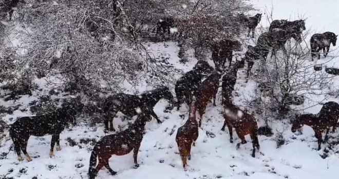 Yılkı atlarının sürü halinde karlar içinde dolaşması güzel ve muhteşem görüntüler ortaya çıkardı..