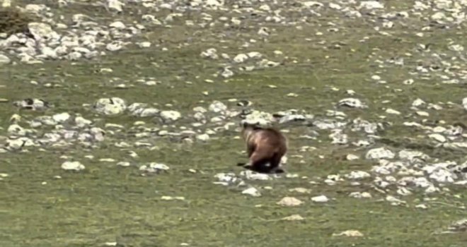 Yürümekte güçlük çeken bozayı ormana böyle ulaşmaya çalıştı